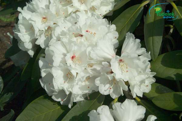 Rhododendron Great Dane
